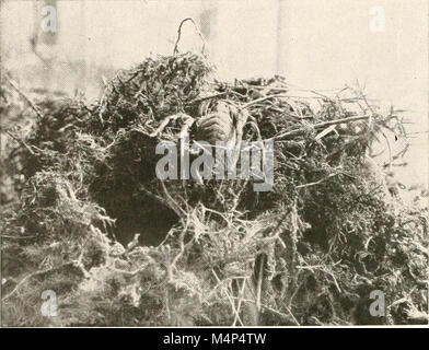 Gli uccelli di altre terre, rettili, pesci, giuntati animali e forme inferiori; (1917) (14563081837) Foto Stock