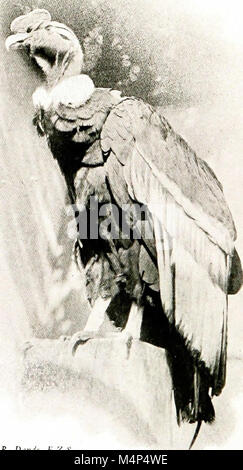 Gli uccelli di altre terre, rettili, pesci, giuntati animali e forme inferiori; (1917) (20580250248) Foto Stock