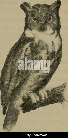 Gli uccelli di gli Stati Uniti ad est delle Montagne Rocciose, un manuale per l'identificazione di specie in mano o nella boccola; (1898) (19763162364) Foto Stock