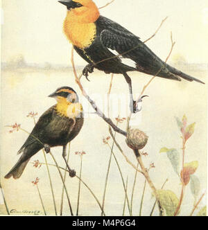 "Bird Lore" (1912) è una rivista dedicata allo studio degli uccelli, del loro comportamento, habitat e conservazione, che offre approfondimenti sull'ornitologia e il birdwatching. Foto Stock