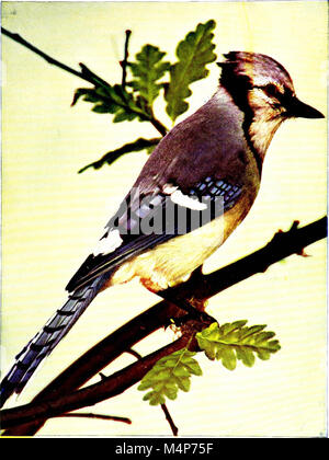 Bird vicini. Un conoscente introduttiva con cento e cinquanta uccelli si trovano comunemente nei giardini, prati e boschi circa le nostre case (1903) (14755273205) Foto Stock