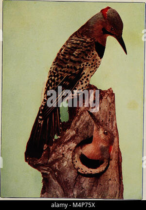 Bird vicini. Un conoscente introduttiva con cento e cinquanta uccelli si trovano comunemente nei giardini, prati e boschi circa le nostre case (1904) (14563736957) Foto Stock