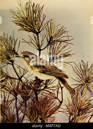 Bird vicini - un conoscente introduttiva con cento e cinquanta uccelli si trovano comunemente nei giardini, prati e boschi circa le nostre case (1898) (14562297497) Foto Stock