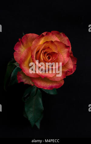 Rosa con sfondo scuro Foto Stock