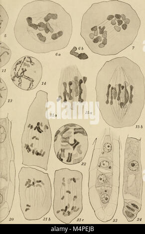 Botanisk tidsskrift (1866-1981) (20216973360) Foto Stock