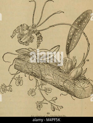 Botany for Young People and Common Schools (1868) introduce gli studenti alle basi della botanica, concentrandosi sulla struttura, la crescita e la classificazione delle piante. Il testo mira a promuovere la comprensione della biologia vegetale e del suo ruolo nel mondo naturale. Foto Stock