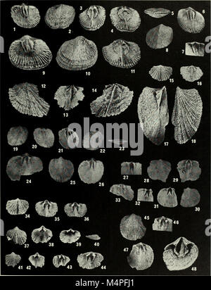 E Brachiopoda biostratigraphy del Silurian-Devonian Delorme Formazione nel distretto di Mackenzie, lo Yukon (1984) (20220708599) Foto Stock