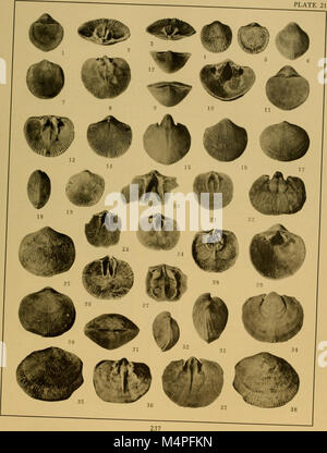 Brachiopod generi dei sottordini Orthoidea e Pentameroidea (1932) (19786588383) Foto Stock