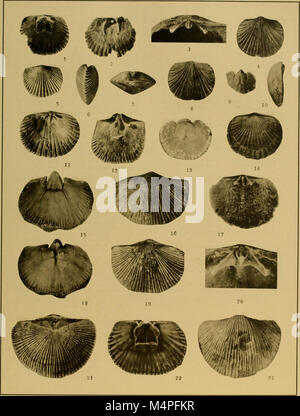 Brachiopod generi dei sottordini Orthoidea e Pentameroidea (1932) (20219422730) Foto Stock