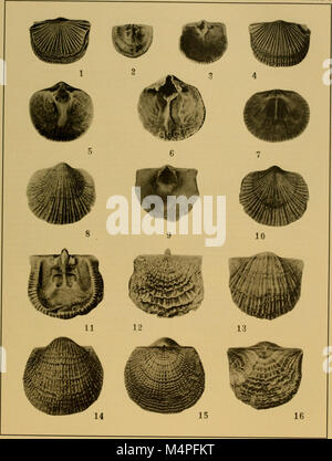 Brachiopod generi dei sottordini Orthoidea e Pentameroidea (1932) (20219474688) Foto Stock