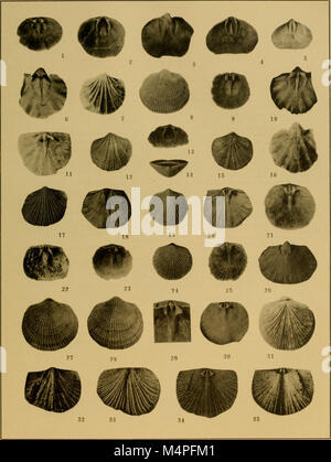 Brachiopod generi dei sottordini Orthoidea e Pentameroidea (1932) (20381282506) Foto Stock