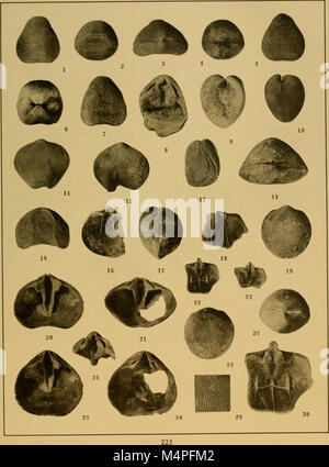 Brachiopod generi dei sottordini Orthoidea e Pentameroidea (1932) (20398886292) Foto Stock