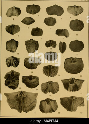 Brachiopod generi dei sottordini Orthoidea e Pentameroidea (1932) (20407473015) Foto Stock