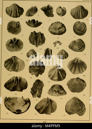 Brachiopod generi dei sottordini Orthoidea e Pentameroidea (1932) (20413715361) Foto Stock