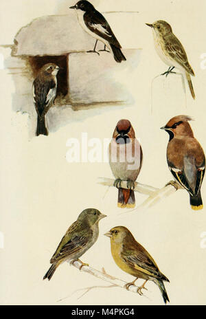 British uccelli nel loro tormenta ((1922)) (20423453321) Foto Stock