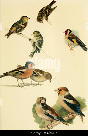 British uccelli nel loro tormenta (1922) (19794656484) Foto Stock