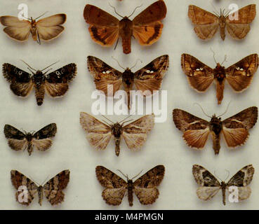 British Journal di entomologia e storia naturale (1995) (20230565048) Foto Stock