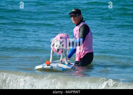 Surf City Surf cane la concorrenza Foto Stock