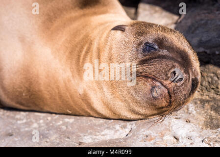 Baby Sea Lion Pup viso vicino fino Foto Stock