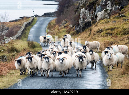 Inceppamento di traffico su Mull: un gregge di pecore Blackface bloccare la strada sulle rive di Loch na Keal, Isola di Mull, Scozia. Foto Stock