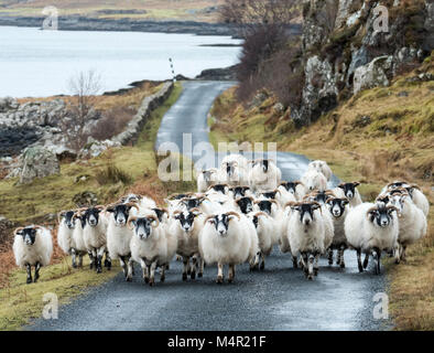 Inceppamento di traffico su Mull: un gregge di pecore Blackface bloccare la strada sulle rive di Loch na Keal, Isola di Mull, Scozia. Foto Stock