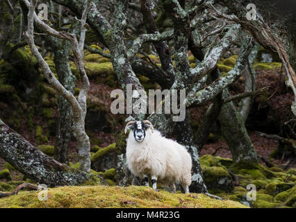 Un blackface pecora su una collinetta di muschio, sulle rive del lochna Keal, Isola di Mull, Scozia. Foto Stock