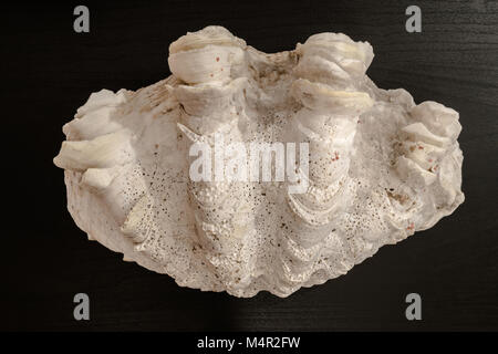 Antico e grande conchiglia in sfondo scuro ricoperto di coralli dal mare della Cina del Sud Foto Stock
