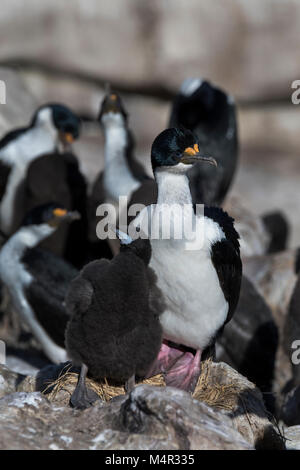 Isole Falkland, nuova isola. Re comorant (aka imperiale o blue-eyed shag) adulto con pulcino (Wild: Phalacrocorax atriceps) nella colonia nidificazione. Foto Stock