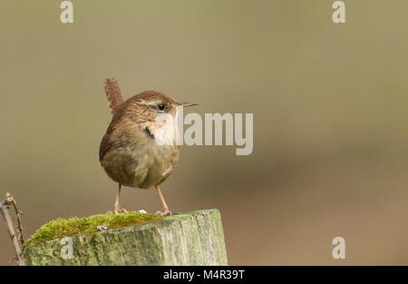 Un grazioso Wren (Troglodytes troglodytes) appollaiato su un post di muschio. Foto Stock