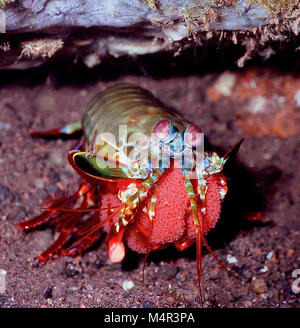 Questo canocchia pavone (Odontodactylus scyllarus: 12 cms.) era che trasporta le uova, che ella sarebbe proteggere, mantenere pulito ed ossigenare finché essi tratteggiate. Va aggiunto che le griffe di cui ella è stata tenendo le sue uova possono essere utilizzati come armi club con uno dei più veloci di scioperi nel regno animale; oltre dieci metri al secondo. Essi sono noti per rompere un subacqueo del dito. È più saggio cercare di toccare loro - o per tenerli in acquari come esse sono inclinate a rompere il vetro. In ogni caso, questo individuo è stato chiaramente un formidabile madre! Fotografato in acque Balinese, Indonesia. Foto Stock