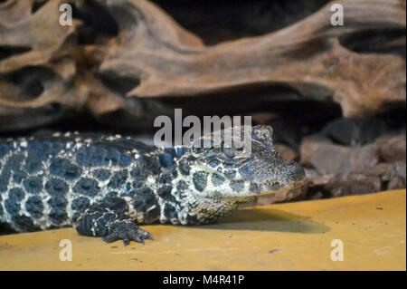 Africa occidentale coccodrillo nana, i capretti a Whipsnade Zoo Foto Stock