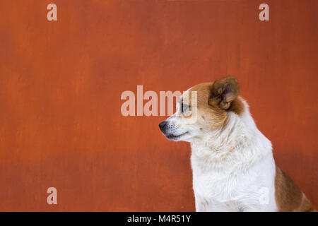 Bianco e un cipiglio brutto cane sguardo fiero. Vista laterale Foto Stock