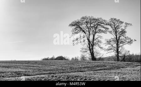 Immagine in bianco e nero di letti singoli alberi in un campo nel Nottinghamshire, Inghilterra Foto Stock