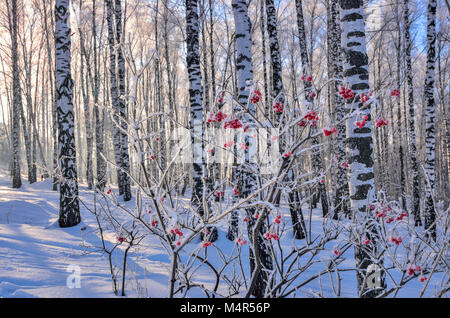 Viburnum bush con bacche rosse brina coperto di congelati di boschetto di betulle a tempo soleggiato - bellissimo paesaggio invernale con la luce del sole e selettivi Foto Stock