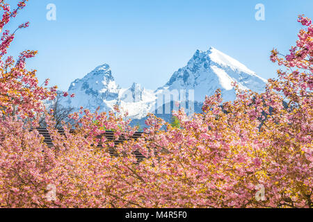 Scenic view of famous Watzmann mountain peak with cherry blossoms on a sunny day with blue sky in springtime, Berchtesgadener Land, Bavaria, Germany Foto Stock