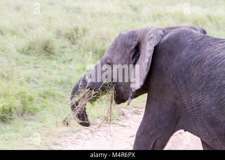 Feriti gli elefanti africani del genere Loxodonta mangiare con un tronco tagliato nel Parco Nazionale del Serengeti, Tanzania Foto Stock