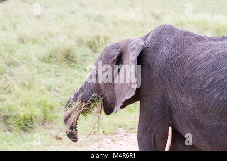 Feriti gli elefanti africani del genere Loxodonta mangiare con un tronco tagliato nel Parco Nazionale del Serengeti, Tanzania Foto Stock