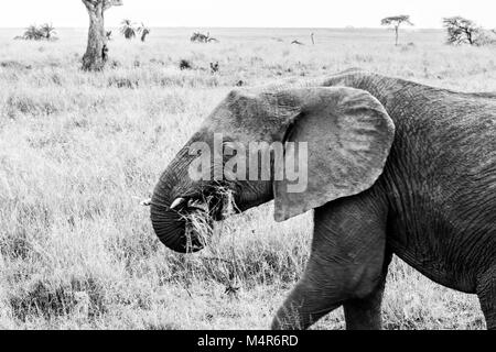 Feriti gli elefanti africani del genere Loxodonta mangiare con un tronco tagliato nel Parco Nazionale del Serengeti, Tanzania Foto Stock