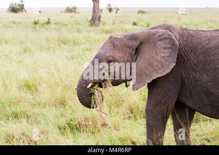 Feriti gli elefanti africani del genere Loxodonta mangiare con un tronco tagliato nel Parco Nazionale del Serengeti, Tanzania Foto Stock