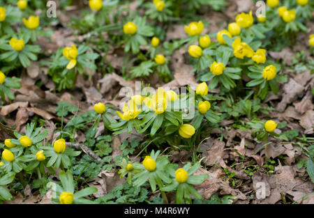 Eranthis hyemalis fiore in inverno. Foto Stock