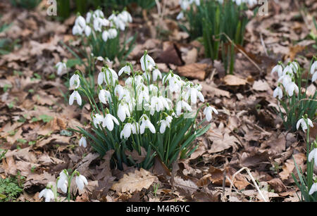 Galanthus nivalis fiori. Foto Stock