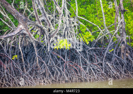 Piante di mangrovia in crescita in ingresso Dicksons a Port Douglas,Lontano Nord Queensland, Australia Foto Stock