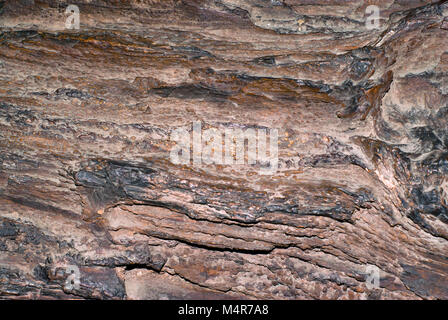 Background e texture - superficie ruvida del legno pietrificato Foto Stock