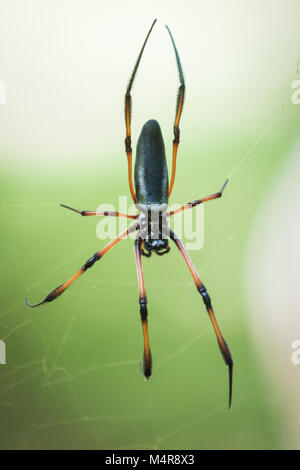 Grande Foresta Spider in attesa sul Web, Seicelle Foto Stock