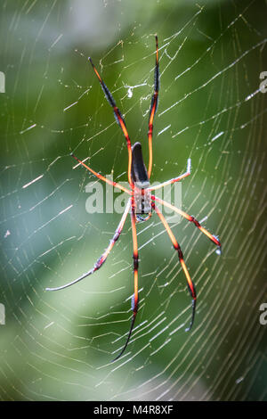 Grande Foresta Spider in attesa sul Web, Seicelle Foto Stock