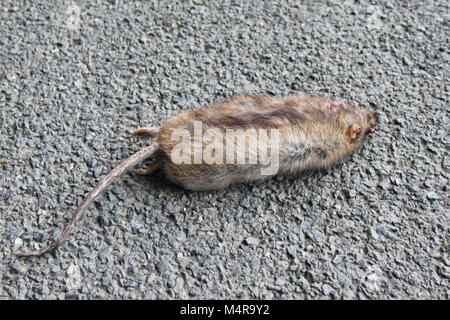 Road Kill Big fat dead rat giacente sulla strada o asfalto Foto Stock