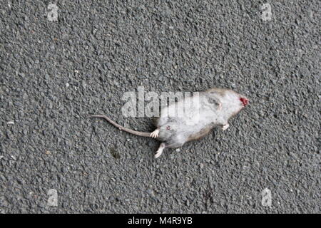 Road Kill Big fat dead rat giacente sulla strada o asfalto Foto Stock