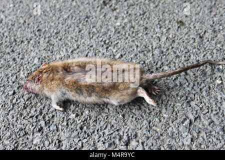 Road Kill Big fat dead rat giacente sulla strada o asfalto Foto Stock