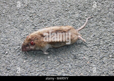 Road Kill Big fat dead rat giacente sulla strada o asfalto Foto Stock