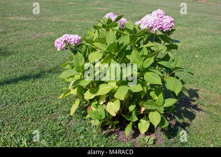 Un giovane bush di ortensie rosa cresce su un prato rustico. Sunny estate agosto giorno paesaggio rurale Foto Stock